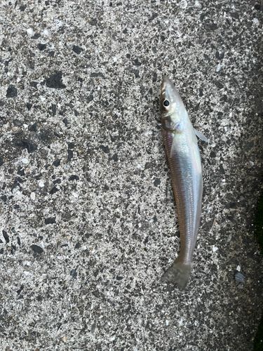 キスの釣果
