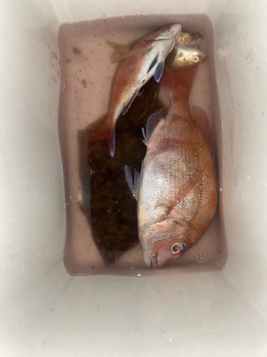 カレイの釣果