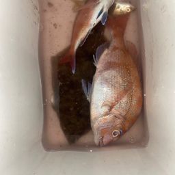 カレイ