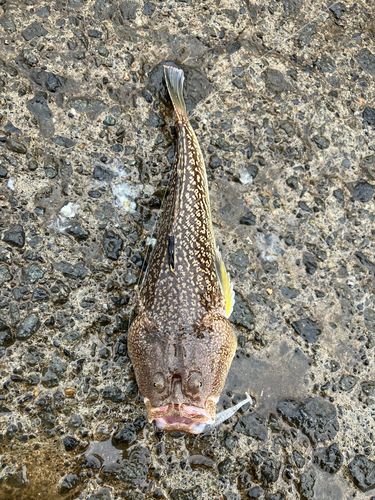 ミシマオコゼの釣果