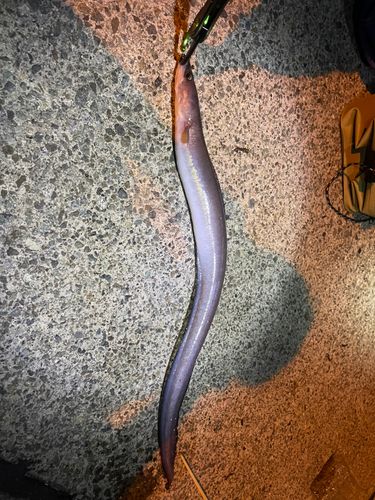 アナゴの釣果