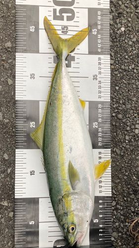 ハマチの釣果