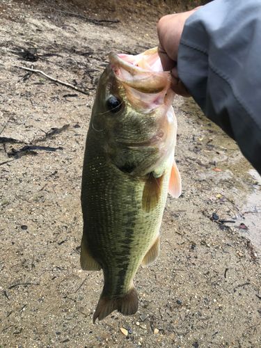 ラージマウスバスの釣果