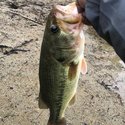 ラージマウスバス