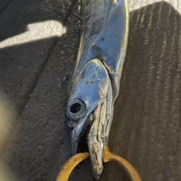 タチウオ
