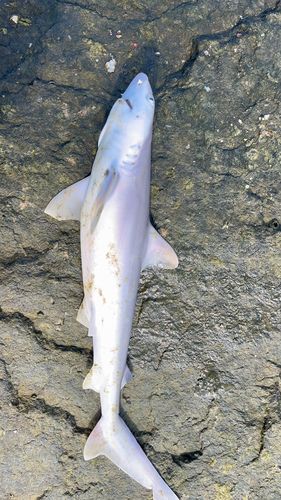 ドチザメの釣果