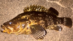 ベッコウゾイの釣果