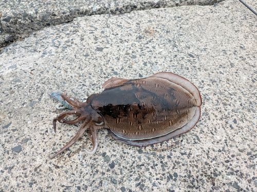 モンゴウイカの釣果