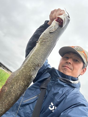 ナマズの釣果
