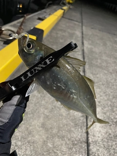 マアジの釣果
