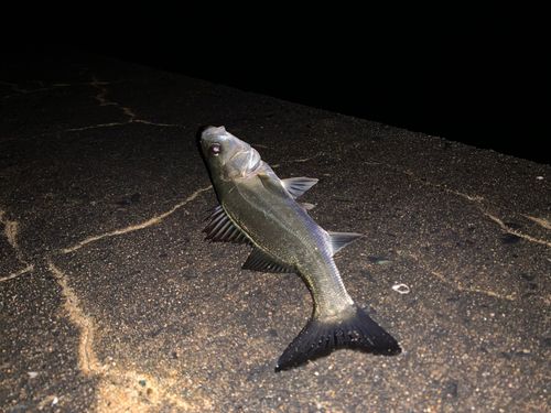 セイゴ（マルスズキ）の釣果