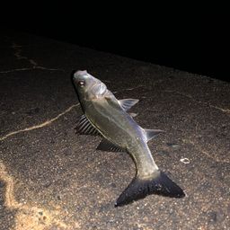 セイゴ（マルスズキ）