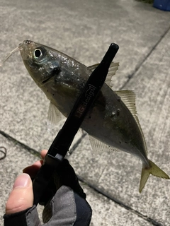 マアジの釣果