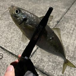 マアジ