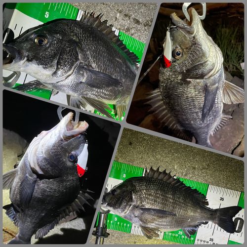 クロダイの釣果