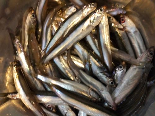 カタクチイワシの釣果
