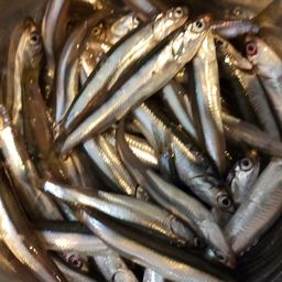 カタクチイワシ