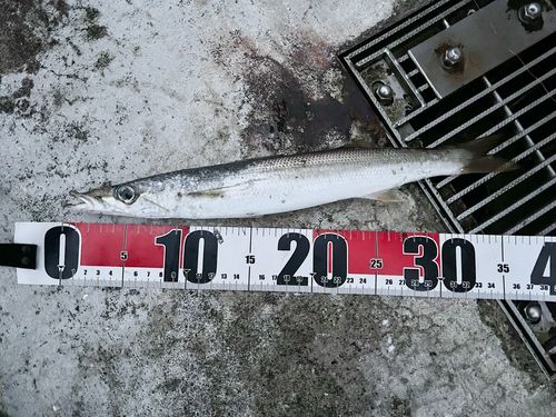 カマスの釣果