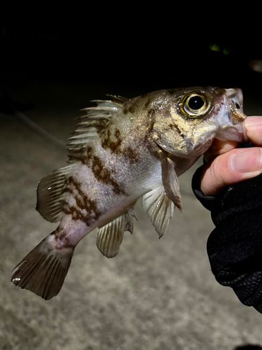 メバルの釣果