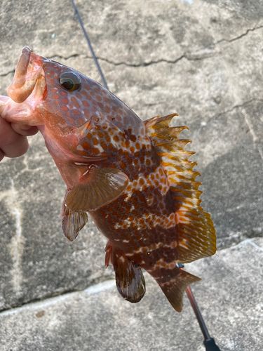 アコウ