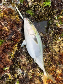 ヤズの釣果