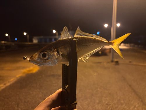 アジ
