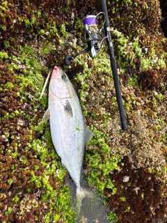 ヤズの釣果