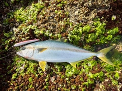 ヒラマサの釣果