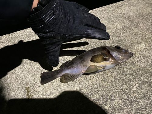 クロメバルの釣果