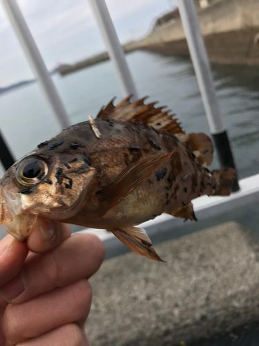 クロメバルの釣果