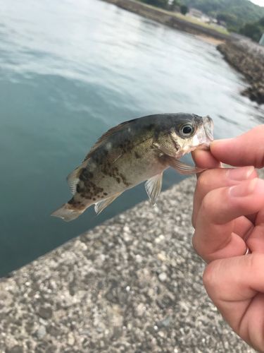 クロメバルの釣果