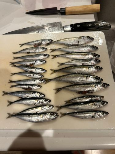 サバの釣果