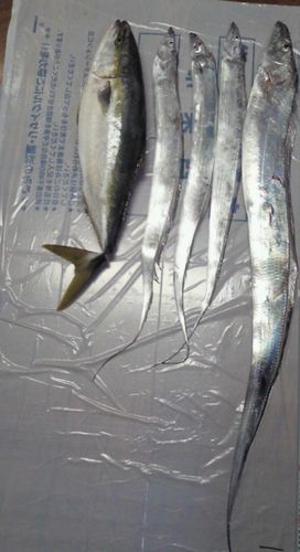 タチウオ