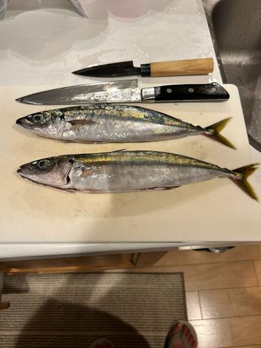 ムロアジの釣果