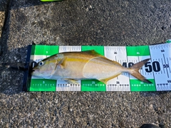 ショゴの釣果