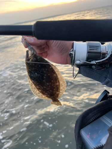 ヒラメの釣果