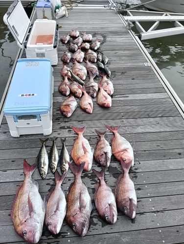 マダイの釣果