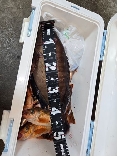 マハタの釣果