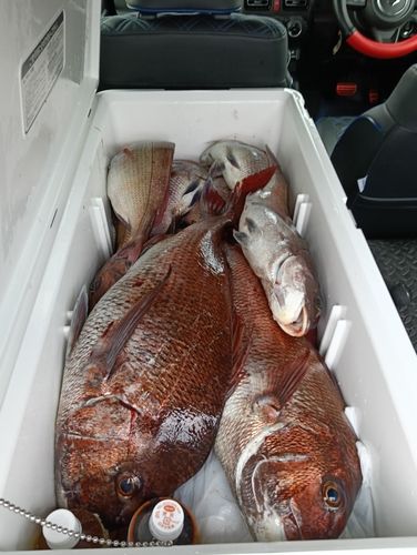 マダイの釣果