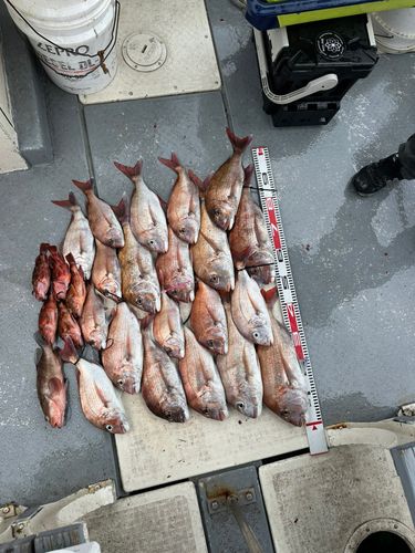 タイの釣果