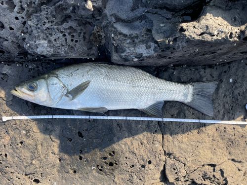 ヒラスズキの釣果