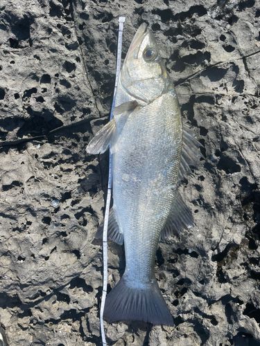 ヒラスズキの釣果
