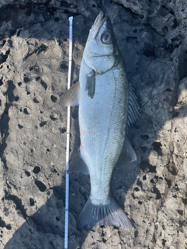 ヒラスズキの釣果