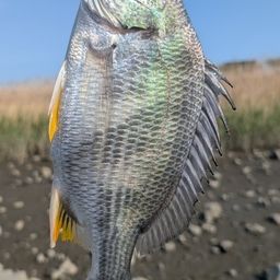 キビレ