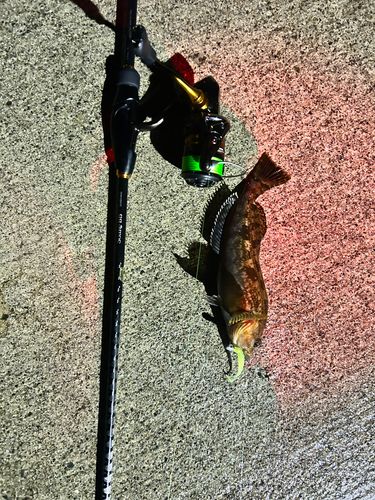 アイナメの釣果