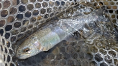 ニジマスの釣果