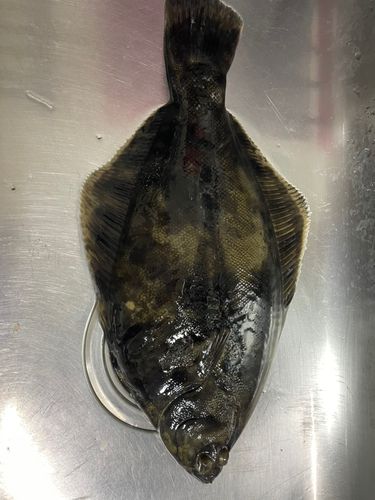 クロガシラガレイの釣果