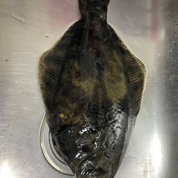 クロガシラガレイ