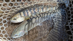 アマゴの釣果