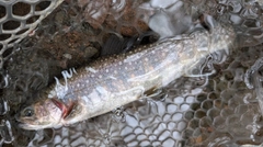 イワナの釣果